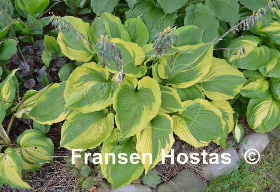 Hosta Jewel of the Nile